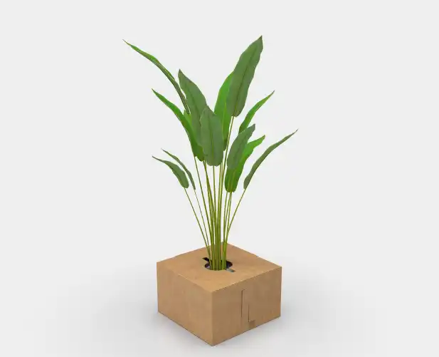Planta en caja con EcoFlo